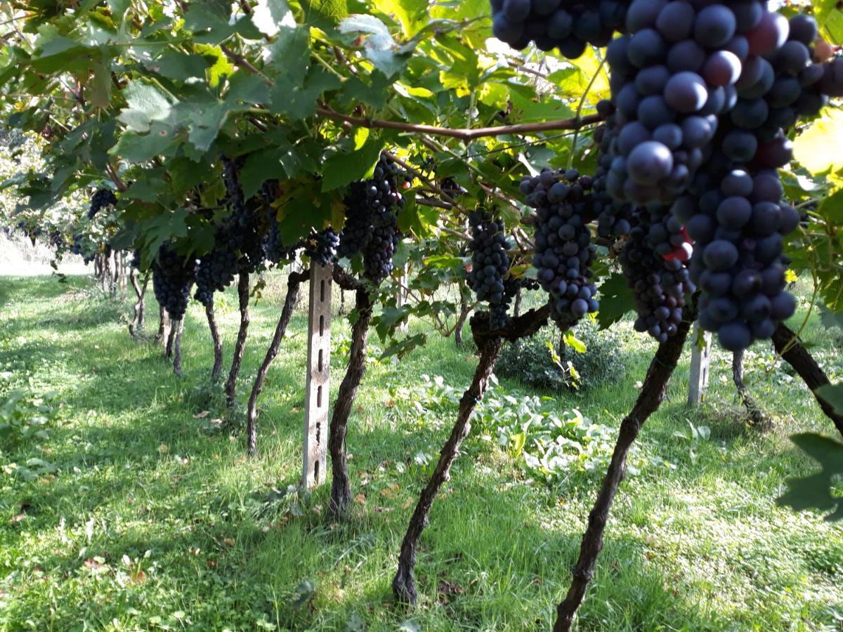 Agriturismo Villa Stella Rivoli Veronese エクステリア 写真